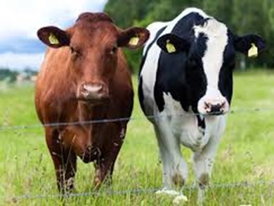 CTSI Animal Health and Welfare Professional Qualification