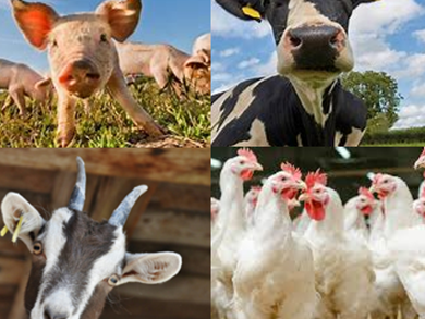 Animal Health & Welfare - The Official Controls Regulations (Retained EU Regulations 2017/625)