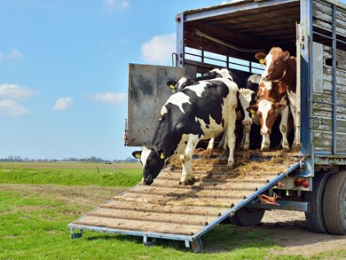 Welfare of Animal in Markets, transport and on Farm 