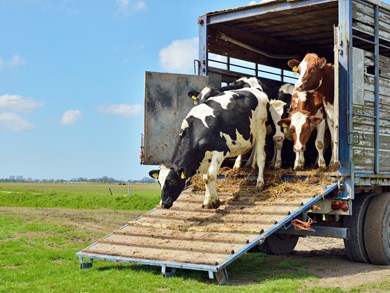 Welfare of Animal in Markets, transport and on Farm