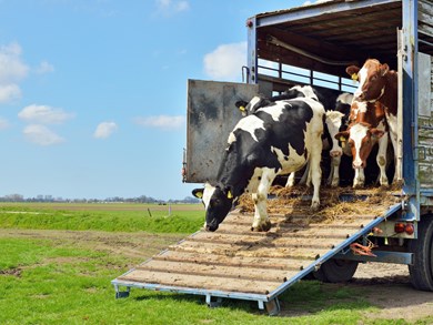 Welfare of Animals at Market,  in Transport and on Farm 