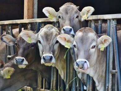 Enforcement of the Bovine Tuberculosis Rules  