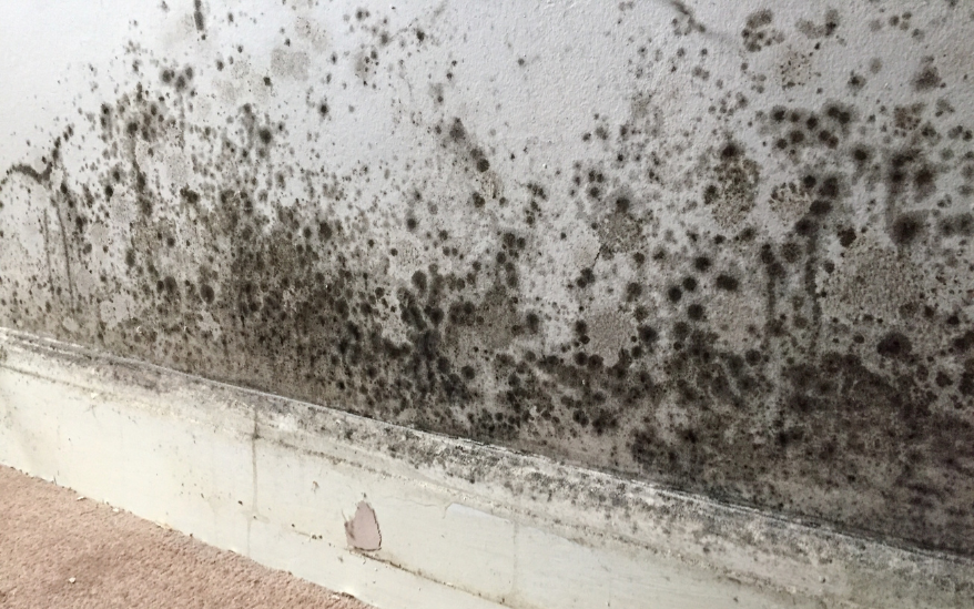 Don’t let ‘toxic mould’ scammers into your home, CTSI warns