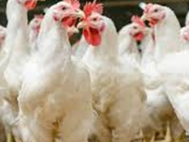 Notifiable Disease - The LA Practical Guide to Avian Influenza