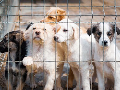 Importing Animals - Illegal Dog Trade Investigations Course 