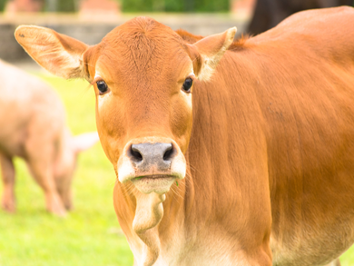 Animal (Penalty Notices) Act 2006