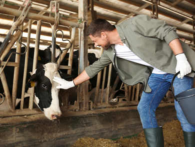 Enforcement Powers in Animal Health and Welfare