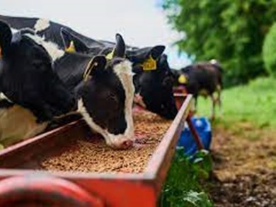 NEW   CTSI Professional Competency in Feed 