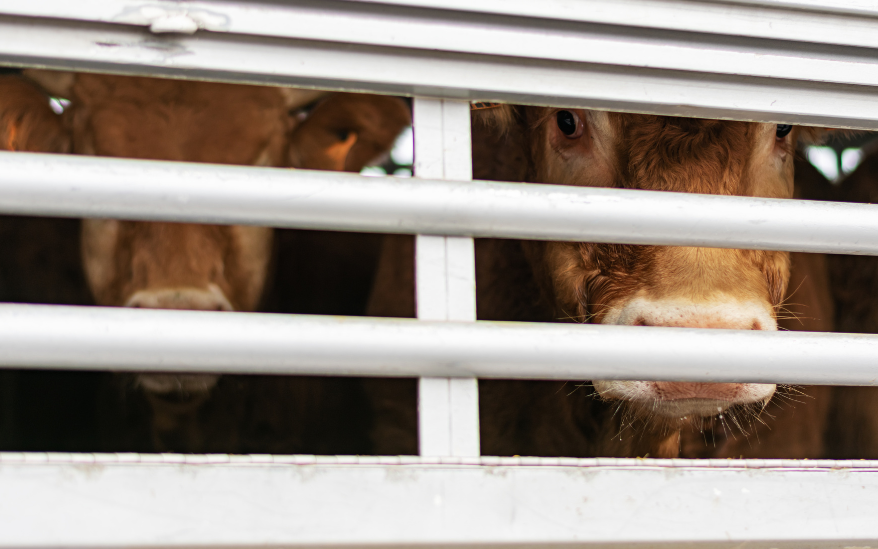 The Cost of Animal Harm