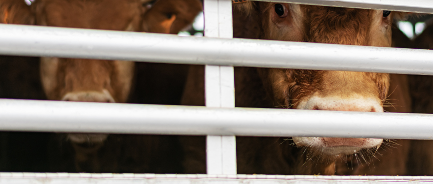 The Cost of Animal Harm