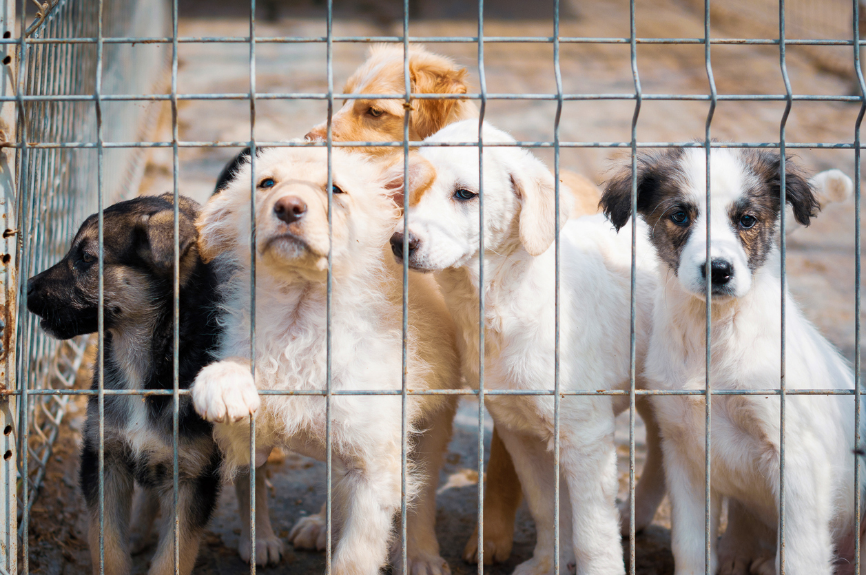 Fraudulent trading in Animal Health – how to spot the signs 