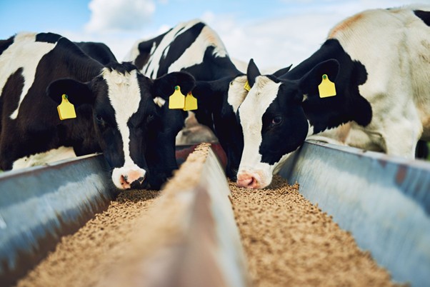 Feed Hygiene – Bitesize Primary Animal By Products and Former Food Stuffs in Feed 