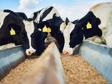 Feed Hygiene – Bitesize Primary Animal By Products and Former Food Stuffs in Feed